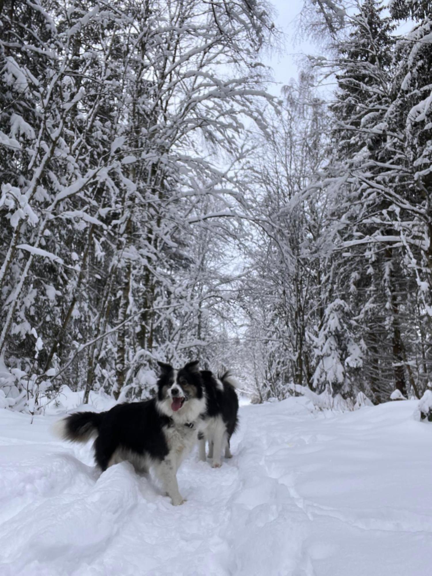 Apartmán Harz-Rose Braunlage Exteriér fotografie